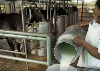 Con el tambo en crisis, piden medidas urgentes ante la prolongada sequía