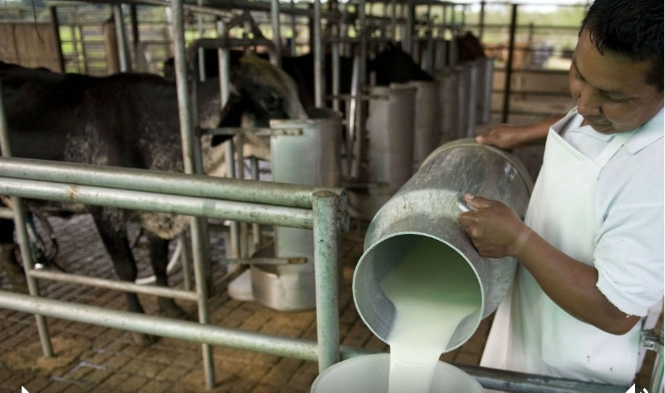 Con el tambo en crisis, piden medidas urgentes ante la prolongada sequía