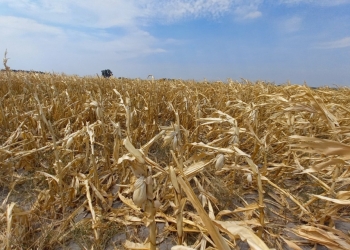 HASTA EL 28 DE FEBRERO DE 2023 SE PODRÁN SOLICITAR LOS CERTIFICADOS DE EMERGENCIA AGROPECUARIA