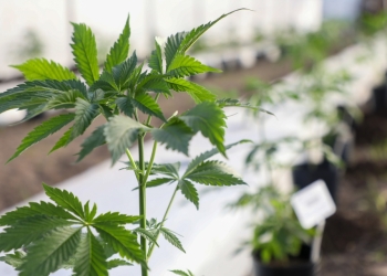 LA PROVINCIA PARTICIPÓ DEL CANNAMÉRICA 2023, EL EVENTO MÁS IMPORTANTE DEL CONTINENTE SOBRE CANNABIS