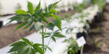 LA PROVINCIA PARTICIPÓ DEL CANNAMÉRICA 2023, EL EVENTO MÁS IMPORTANTE DEL CONTINENTE SOBRE CANNABIS