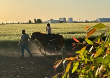 4 DE NOVIEMBRE, MEGA PEÑA FOLKLÓRICA ORGANIZADA POR EL CENTRO DE EQUINOTERAPIA GÁLVEZ