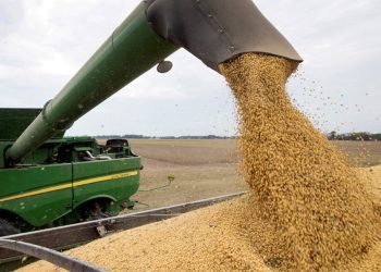 Soja: afirman que existe un “pronóstico prometedor” para las zonas que restan cosechar