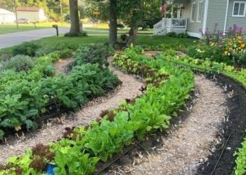 COMO PLANIFICAR UNA HUERTA? : LO QUE DEBEMOS TENER EN CUENTA