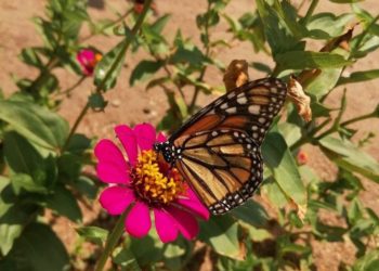 Flores y Labores: La Huerta nace y renace en Primavera