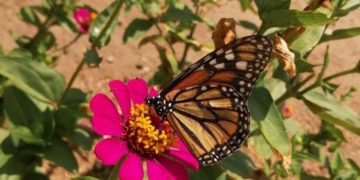 Flores y Labores: La Huerta nace y renace en Primavera