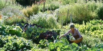 Porque debemos evitar «dar vuelta la tierra» o carpir? 