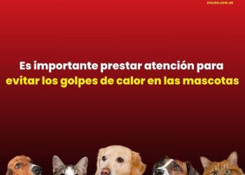 Cómo reconocer los síntomas del golpe de calor en mascotas
