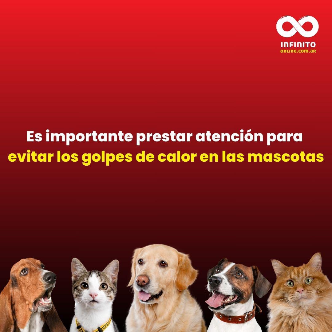 Cómo reconocer los síntomas del golpe de calor en mascotas