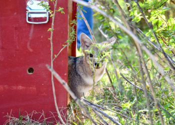 Biodiversidad: Provincia ya liberó más de 350 animales silvestres en 2025