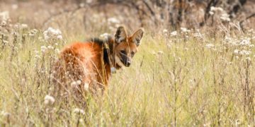 Biodiversidad: más de 500 liberaciones de fauna silvestre en 2025