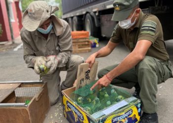 Ambiente: Provincia recibió más de 500 animales silvestres decomisados