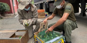 Ambiente: Provincia recibió más de 500 animales silvestres decomisados