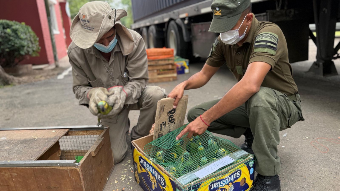 Ambiente: Provincia recibió más de 500 animales silvestres decomisados